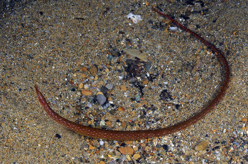 Pesce ago in riproduzione: Nerophis maculatus